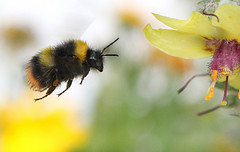 bee and flower