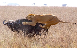 Lion attack